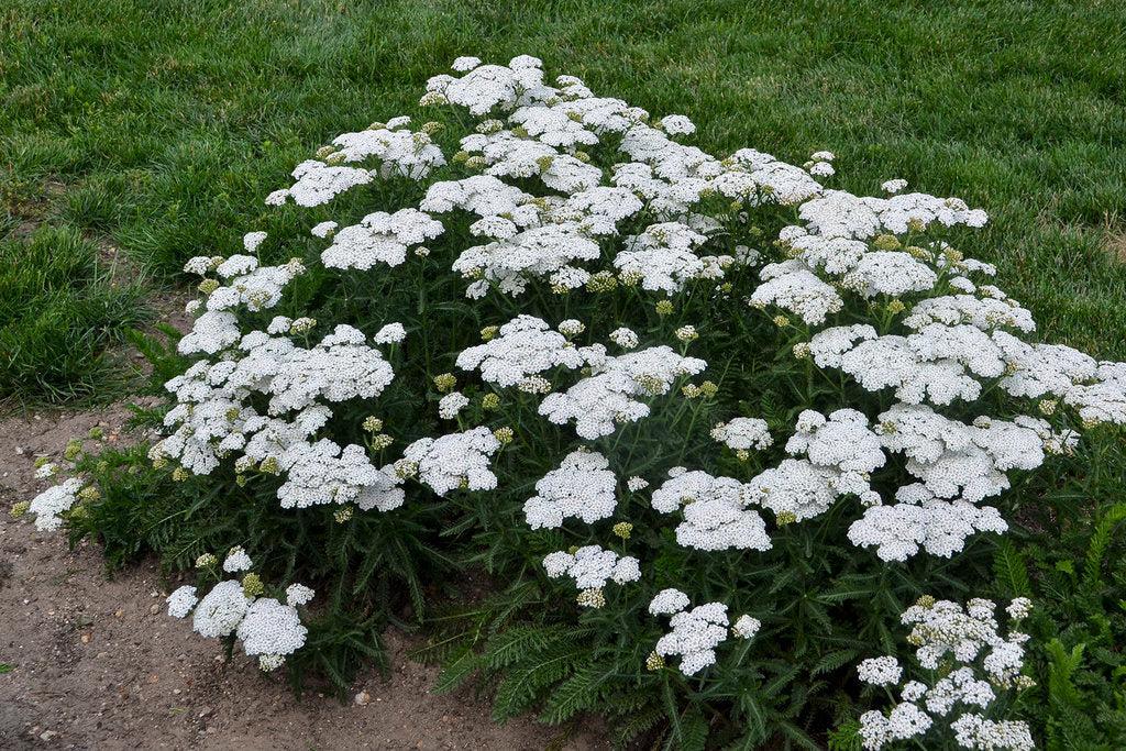 Firefly Diamond Yarrow