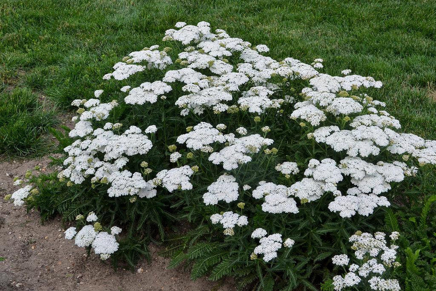 Firefly Diamond Yarrow