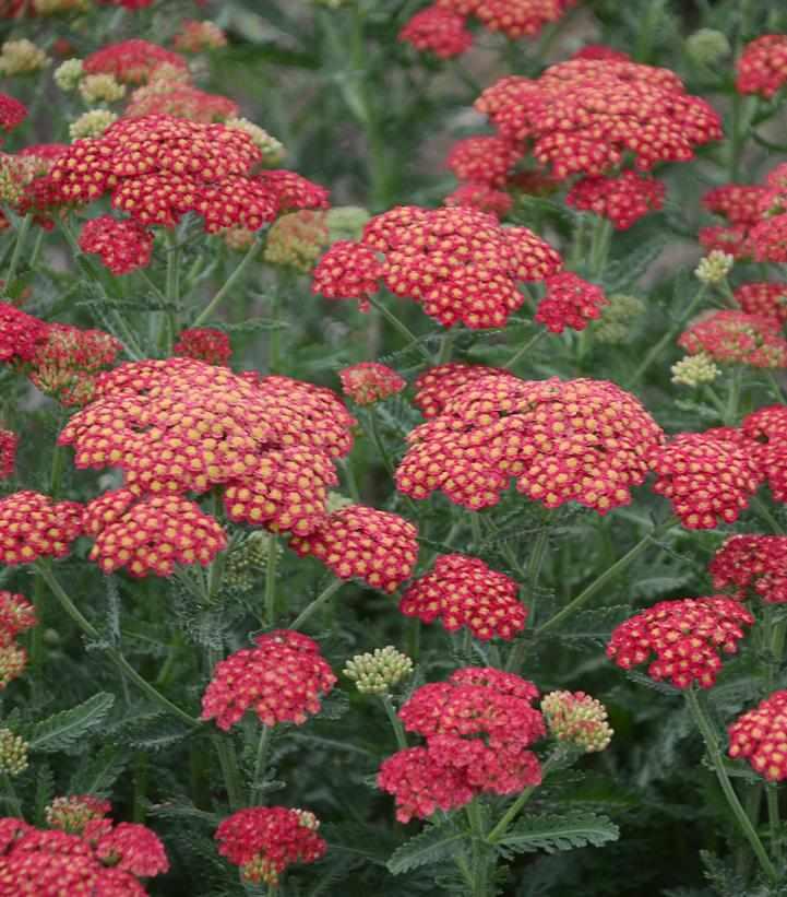 Firefly Red Pop Yarrow