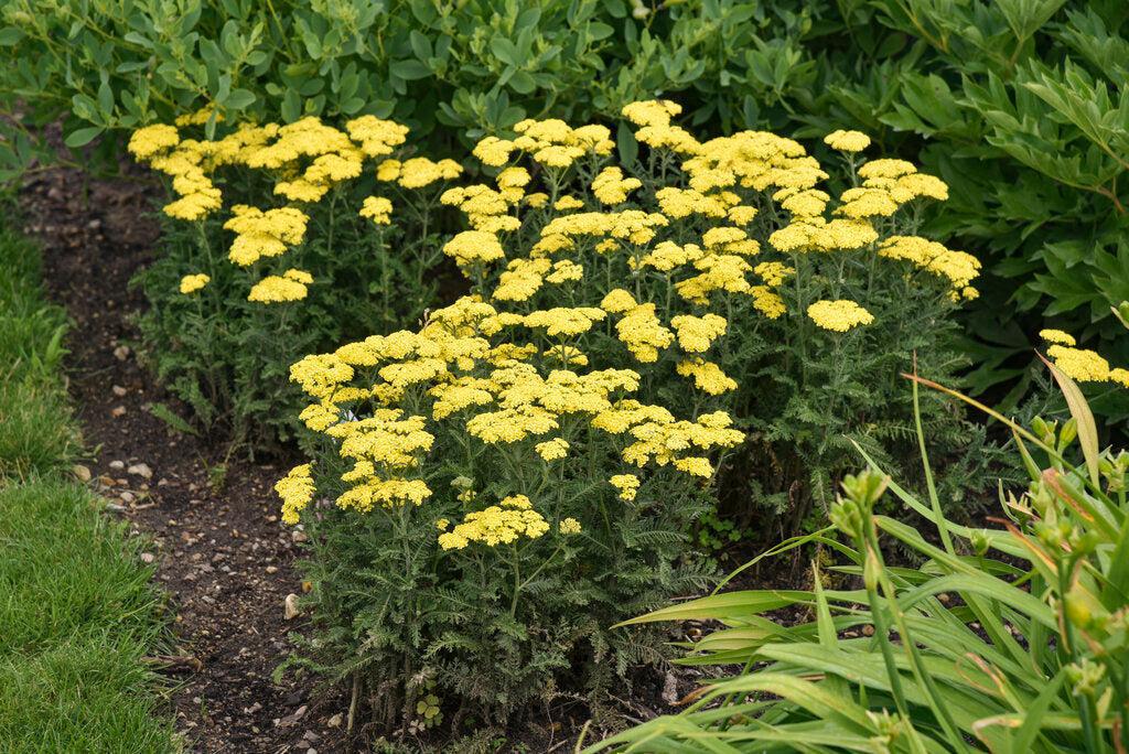 Firefly Sunshine Yarrow
