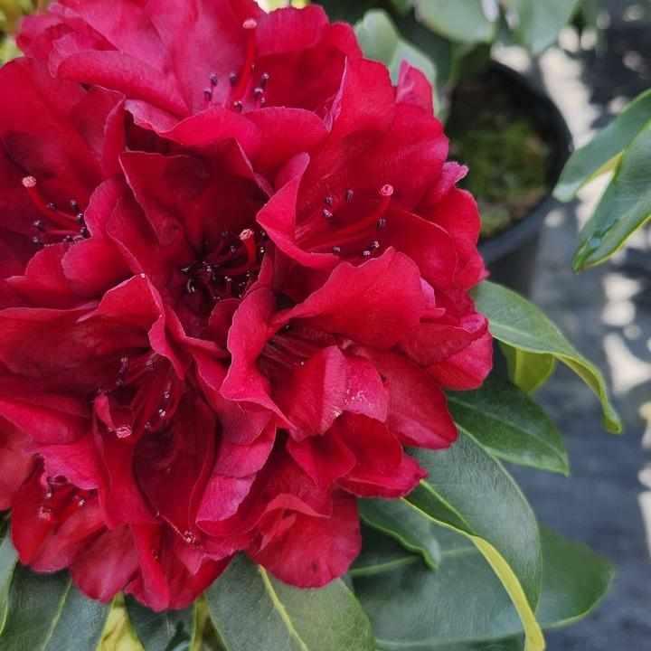 Firestorm Rhododendron