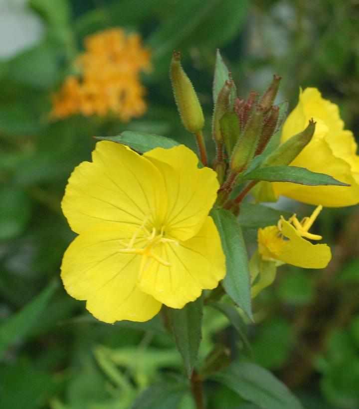 Fireworks Evening Primrose