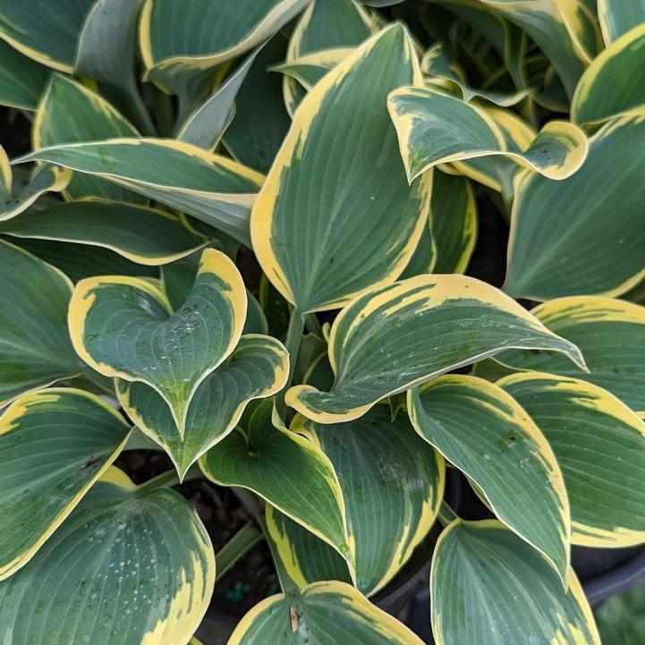 First Frost Hosta