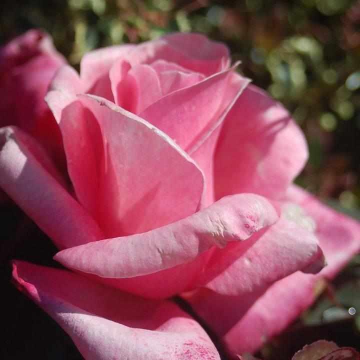 First Prize Hybrid Tea Rose