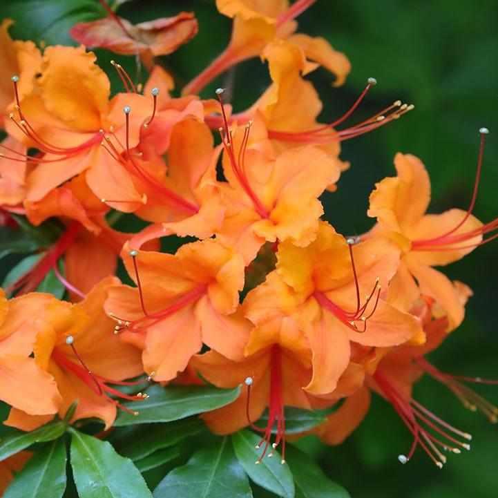 Flame Azalea