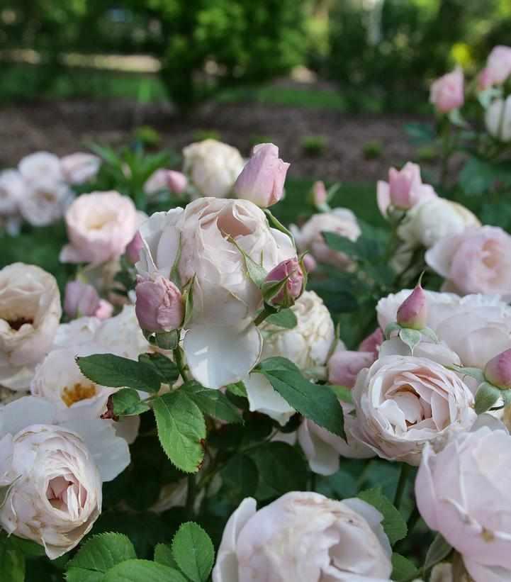 Flavorette Honey Pear'd Edible Rose