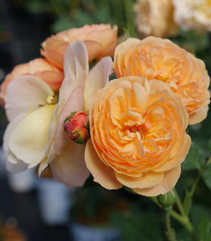 Flavorette® Honey Apricot Edible Rose