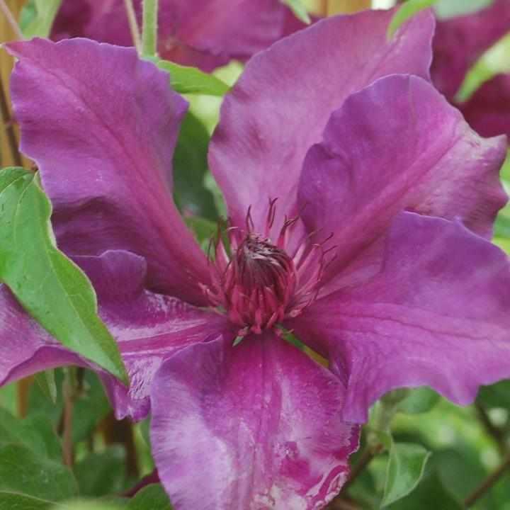 Fleuri® Clematis