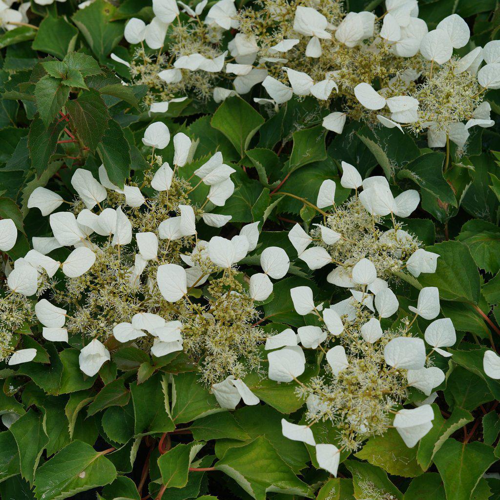 Flirty Girl® False Hydrangea-Vine