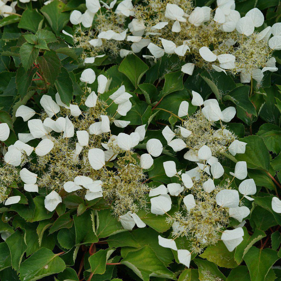 Flirty Girl® False Hydrangea-Vine