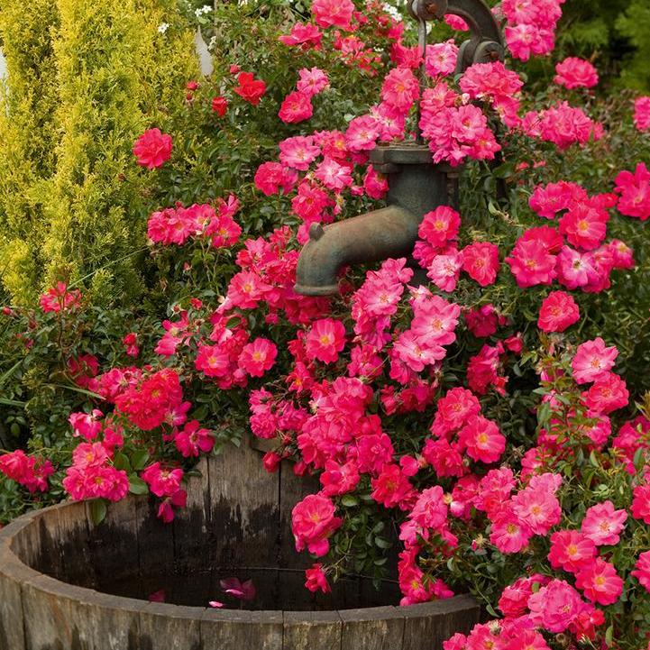 Flower Carpet® Pink Supreme Rose