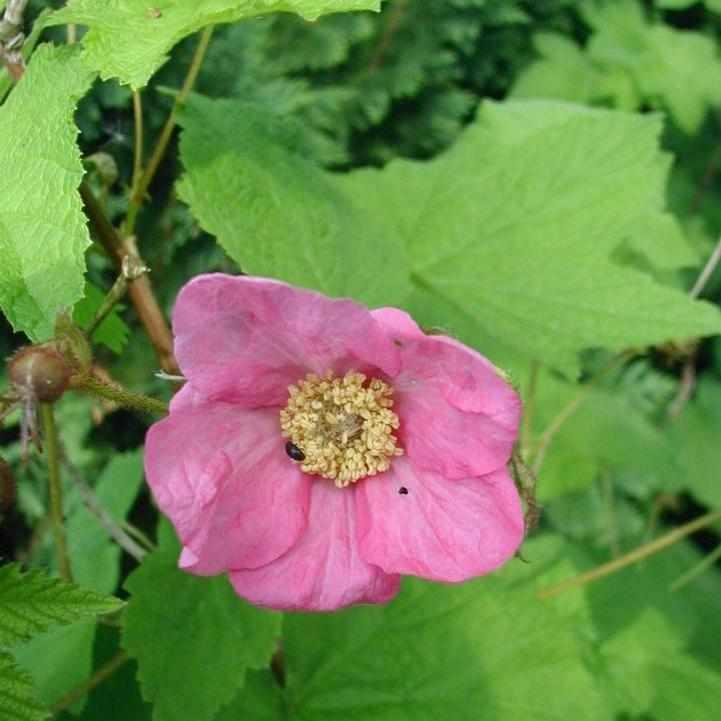 Flowering Raspberry