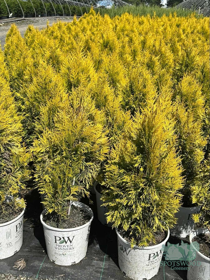 thuja-plicata-fluffy