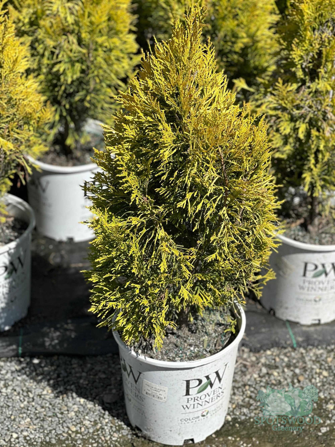 thuja-plicata-fluffy