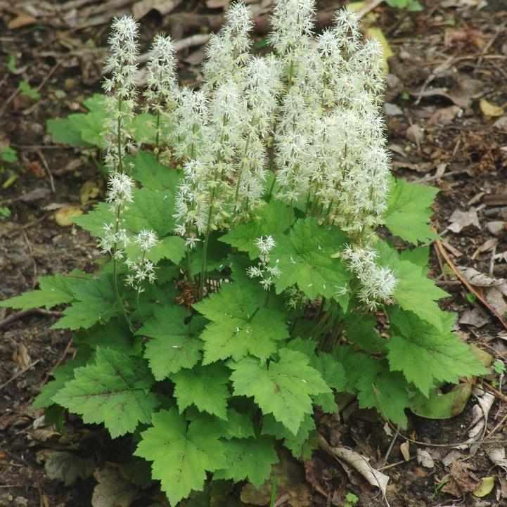 Foamflower