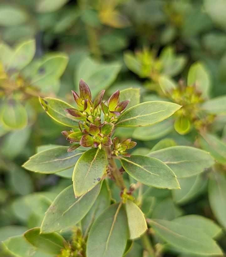 Forever Emerald® Inkberry