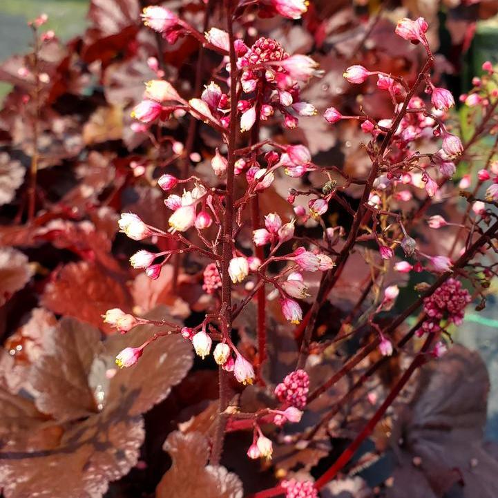 Forever® Red Coral Bells