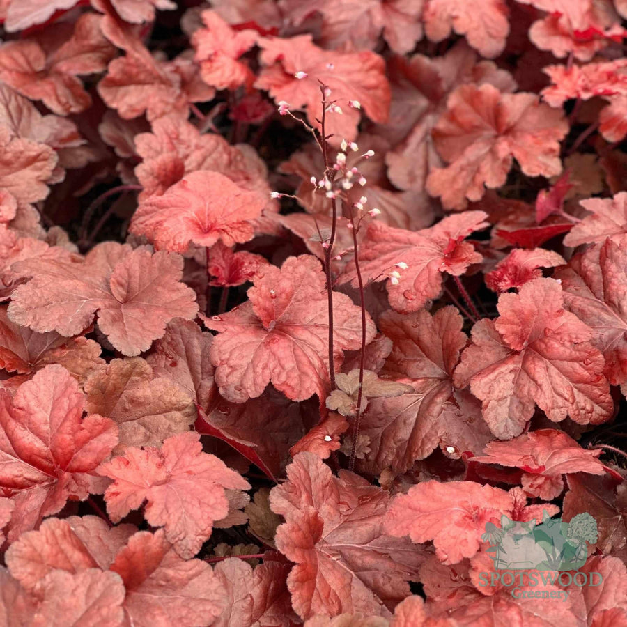 heuchera-forever-red