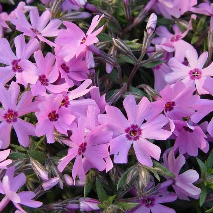 Fort Hill Moss Phlox