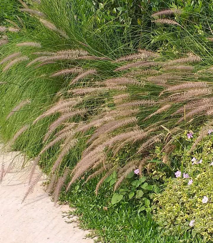 Fountain Grass