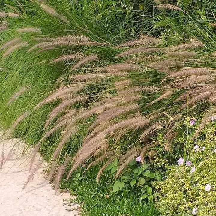 Fountain Grass