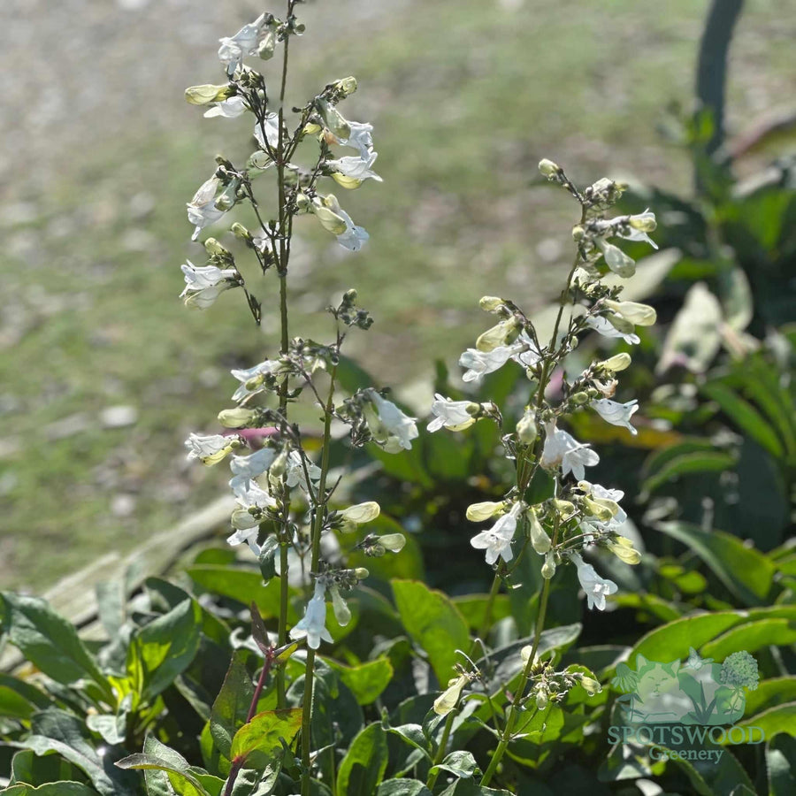 penstemon-digitalis