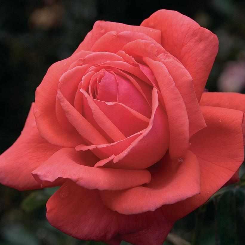 Fragrant Cloud Rose