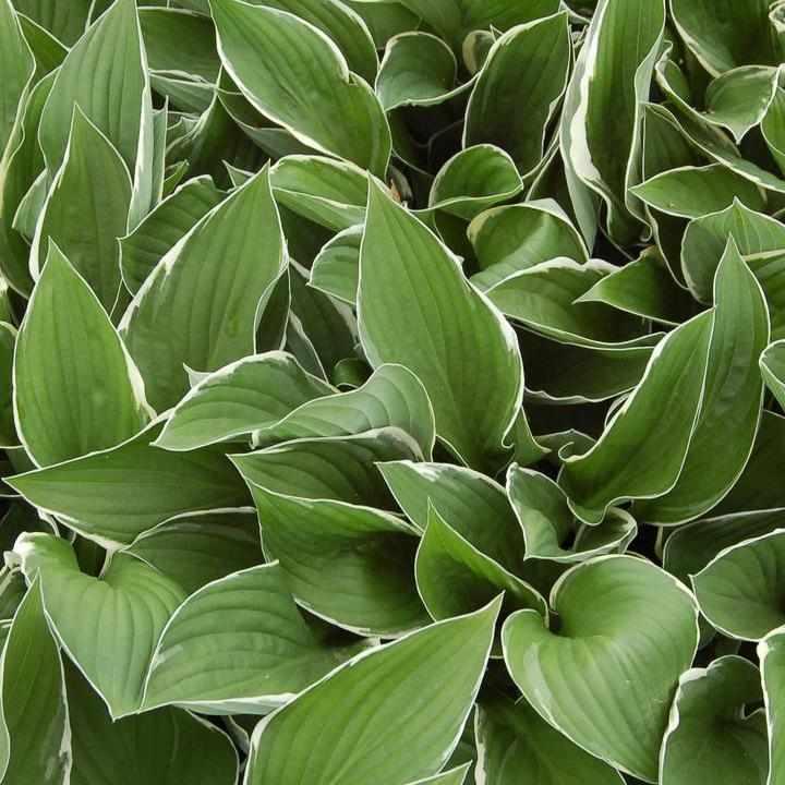Francee Hosta