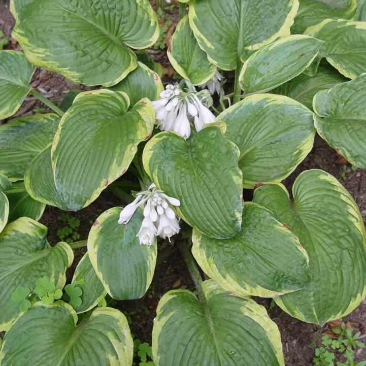 Frances Williams Hosta