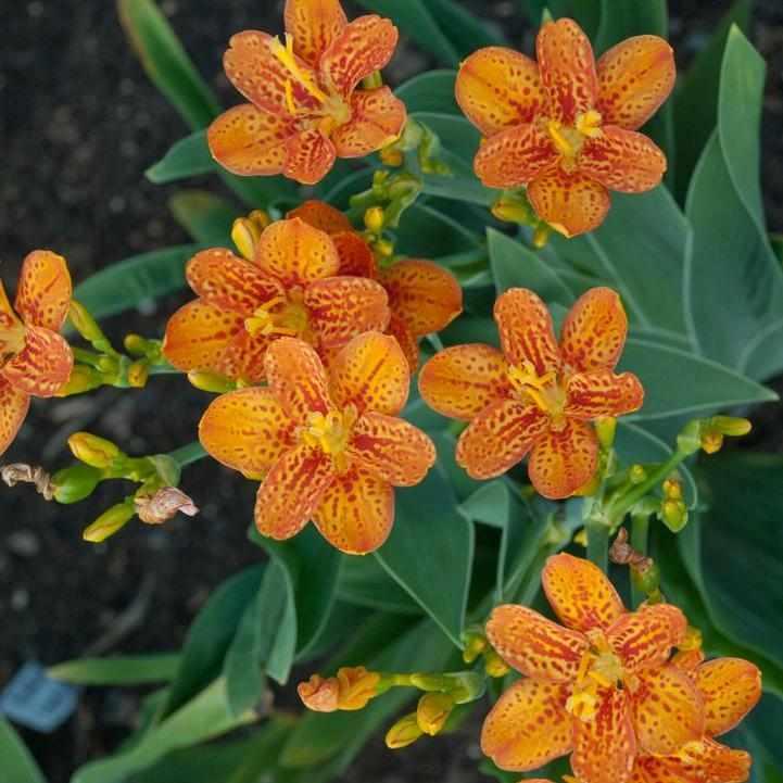 Freckle Face Blackberry Lily