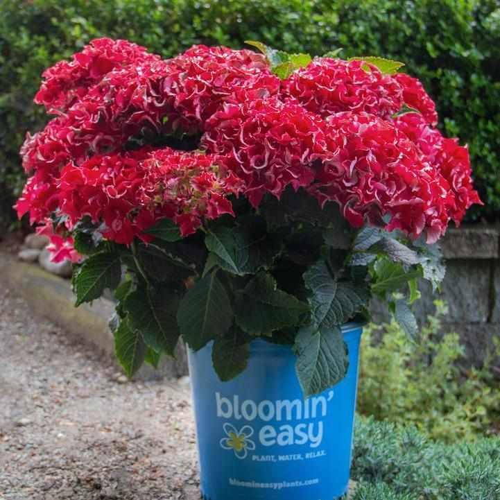 Frill Ride® Bigleaf Hydrangea