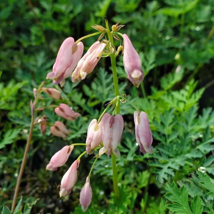 Fringed Bleeding Heart