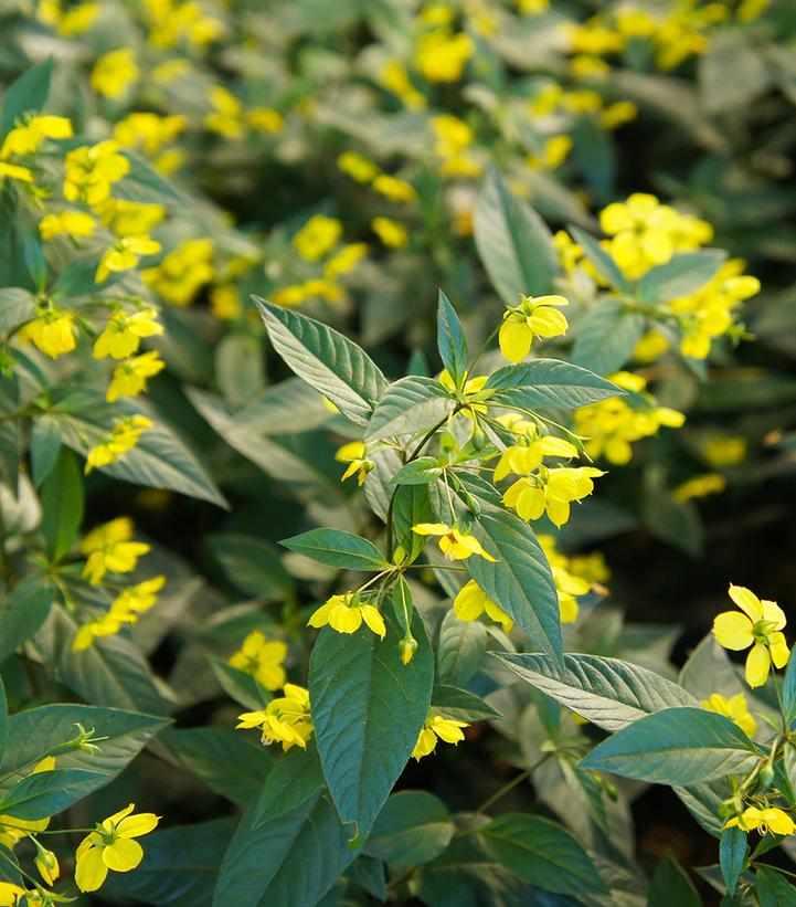 Fringed Loosestrife