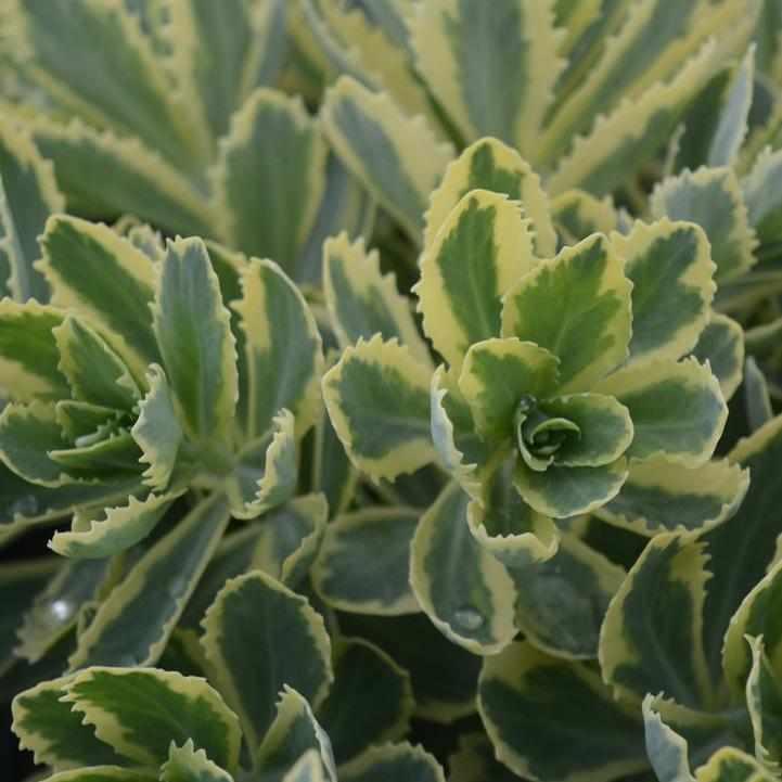 Frosted Fire Stonecrop