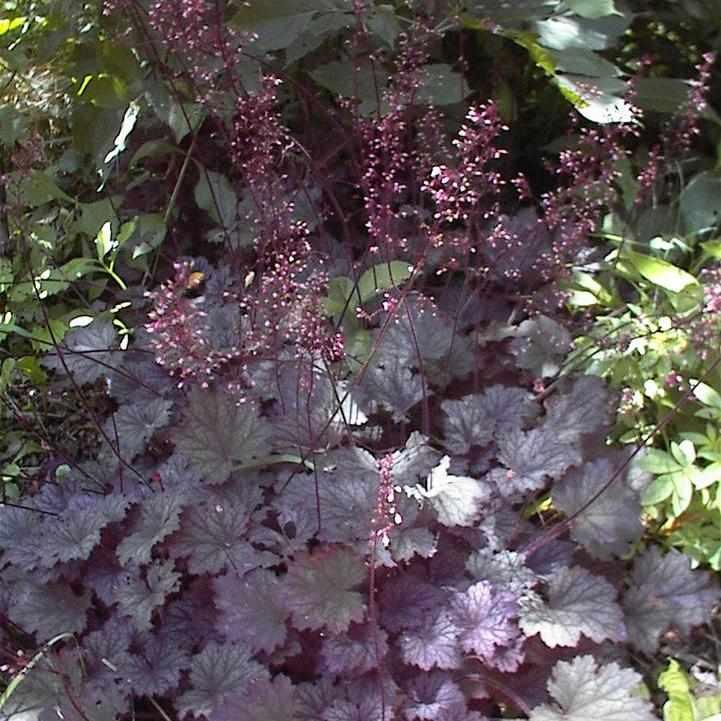 Frosted Violet Coral Bells