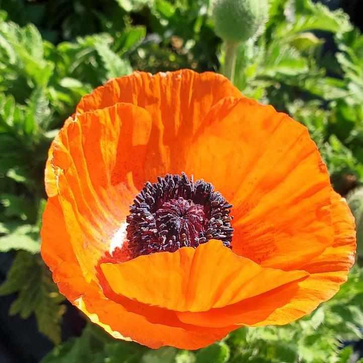 Fruit Punch Oriental Poppy