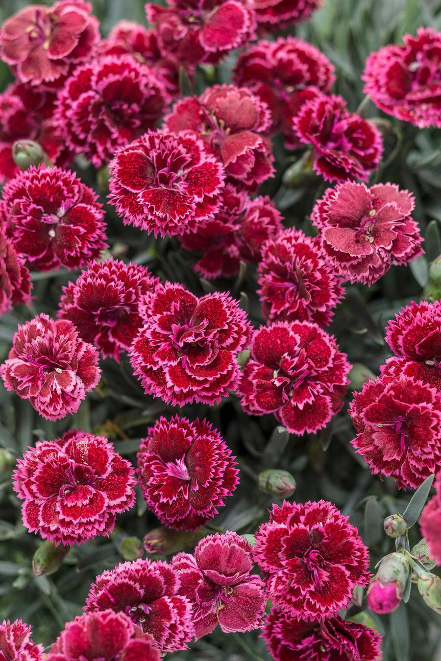 Fruit Punch® Black Cherry Frost Pinks