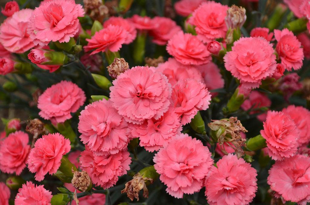 Fruit Punch® Classic Coral Pinks
