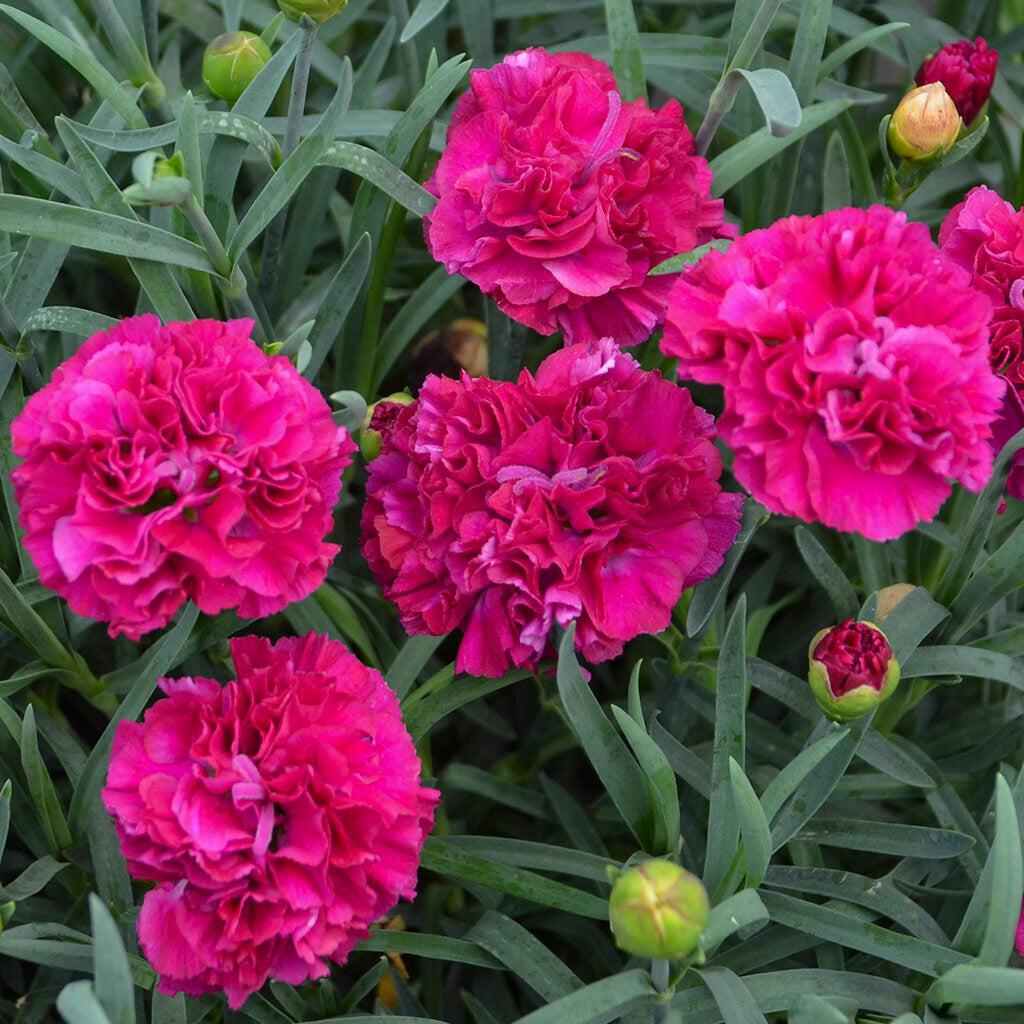 Fruit Punch® Funky Fuschia Pinks
