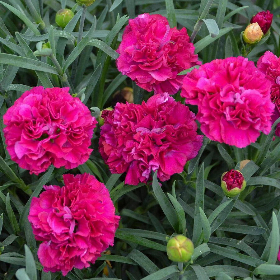 Fruit Punch® Funky Fuschia Pinks