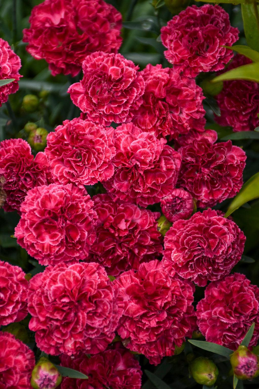 Fruit Punch® Raspberry Ruffles Pinks