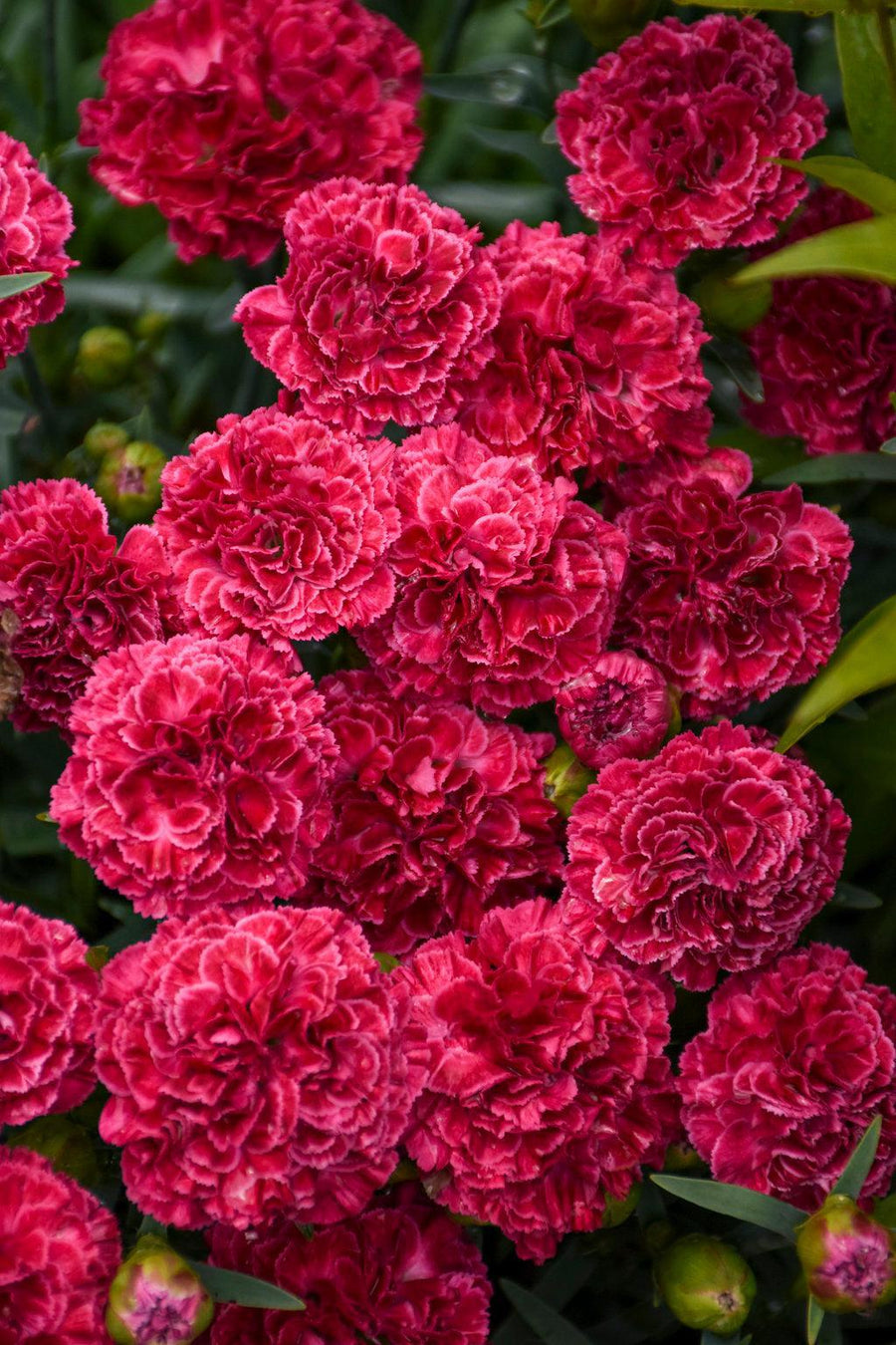 Fruit Punch® Raspberry Ruffles Pinks