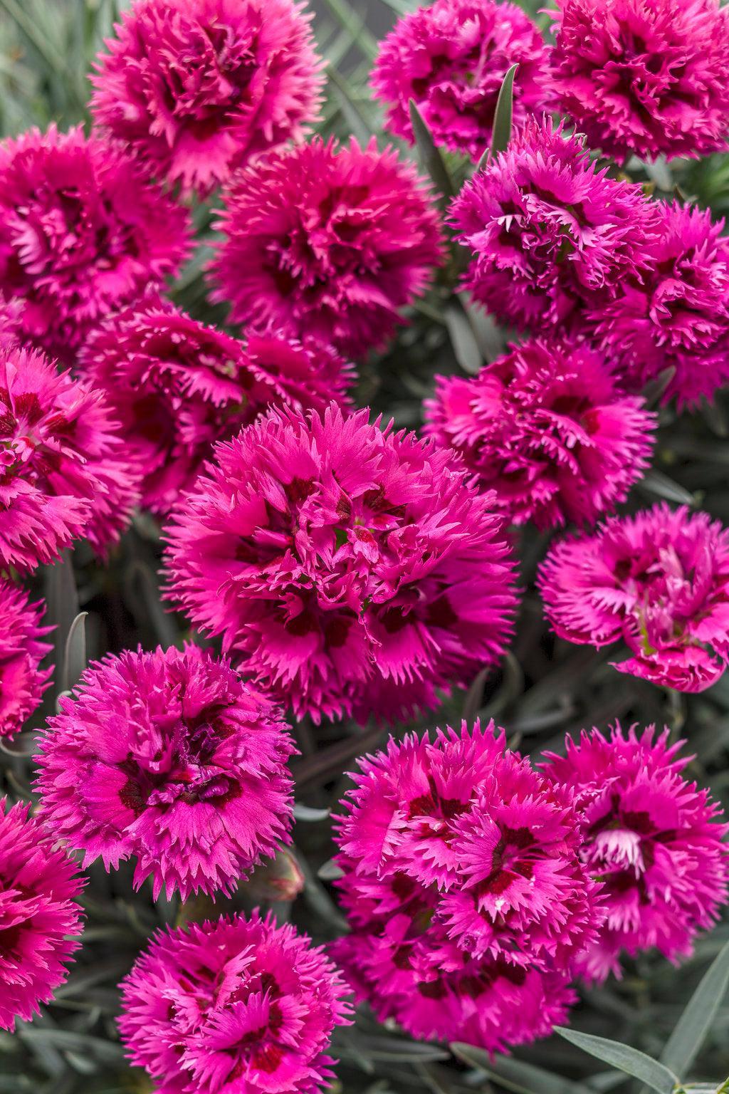 Fruit Punch® Spiked Punch Pinks