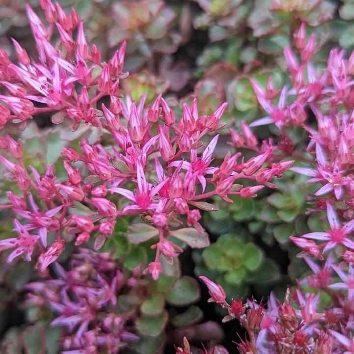 Fulda Glow Sedum
