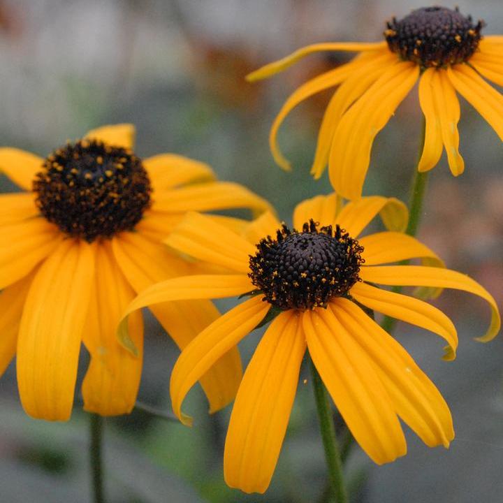Fulgida Black Eyed Susan
