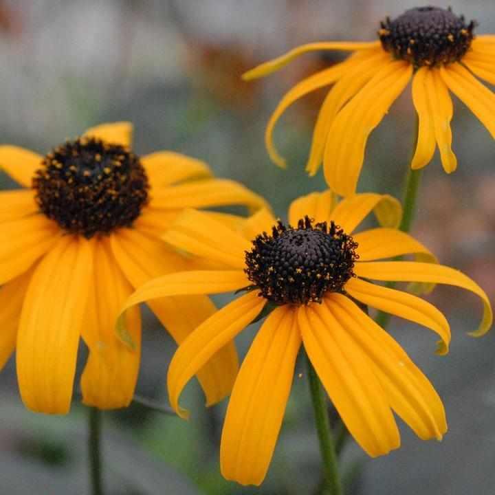 Fulgida Black Eyed Susan