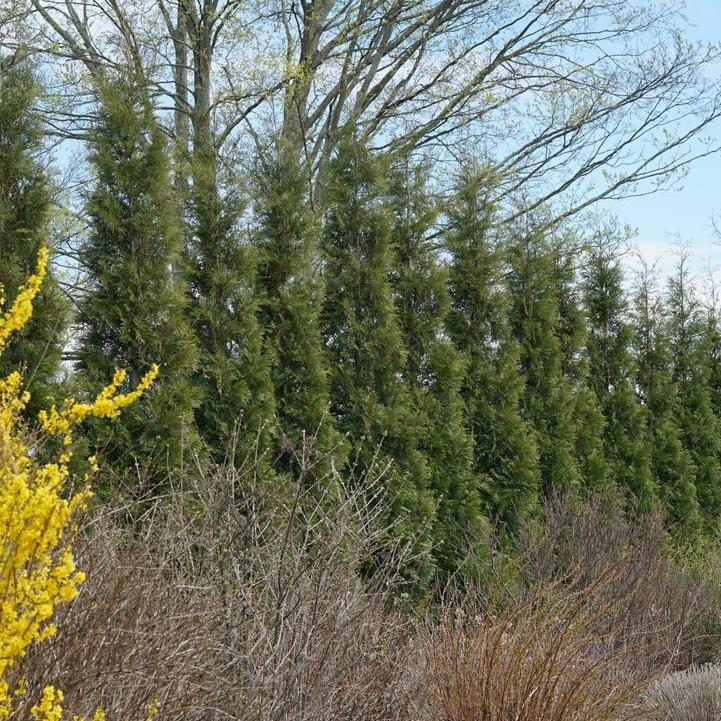 Full Speed a Hedge® 'American Pillar' Arborvitae