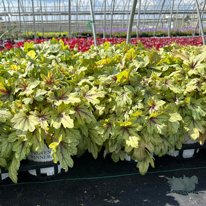heucherella-hybrid