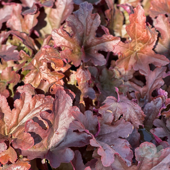 heucherella-hybrid-red-rover-foamy-bells