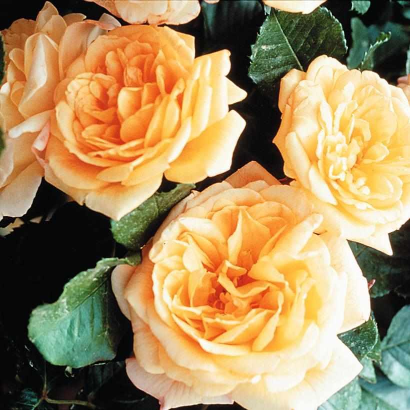 Garden Sun® Climbing Rose